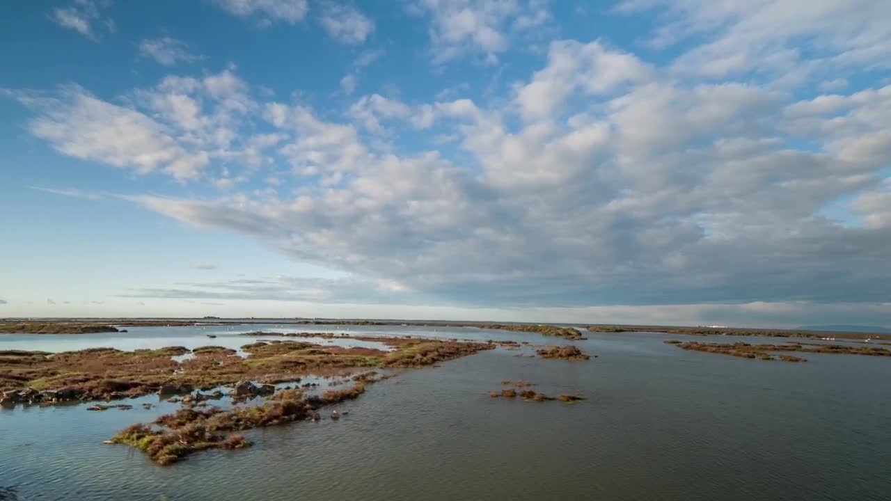Free Stock Video Shot From An All Terrain Vehicle In The Swamp Live Wallpaper