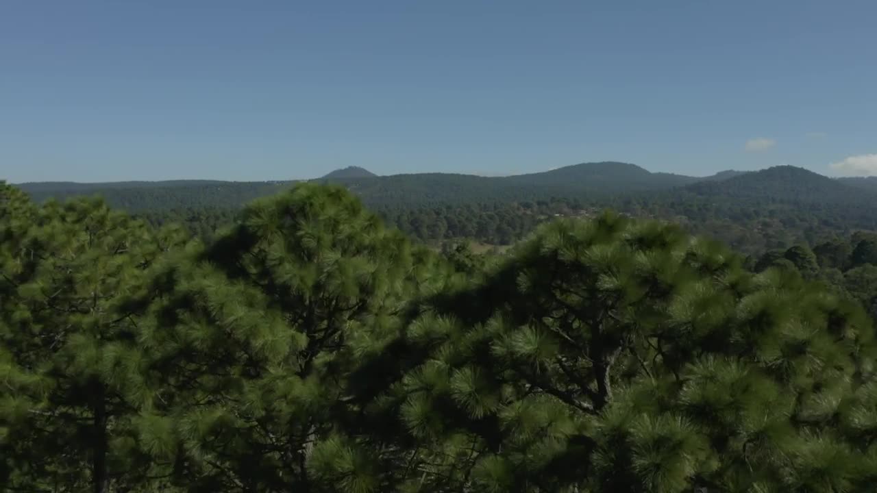 Free Stock Video Shot Rising Through A Sunny Forest Of Numerous Trees Live Wallpaper