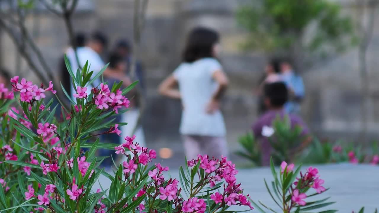 Free Stock Video Shrub With Flowers In A Square With People Walking Live Wallpaper