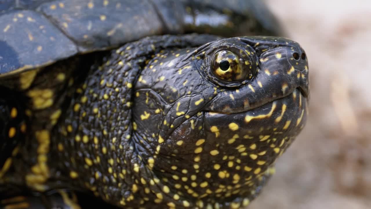 Free Stock Video Side Portrait Of A European Tortoise Live Wallpaper