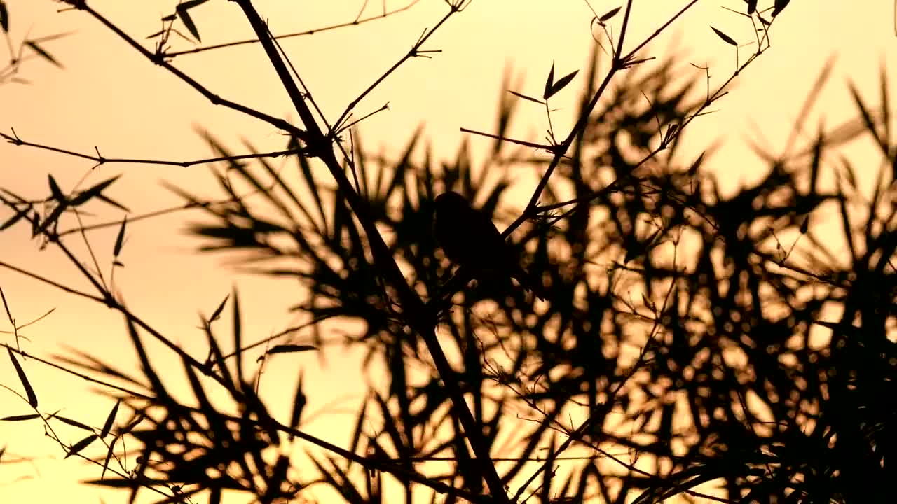Free Stock Video Silhouette Of A Sparrow Live Wallpaper
