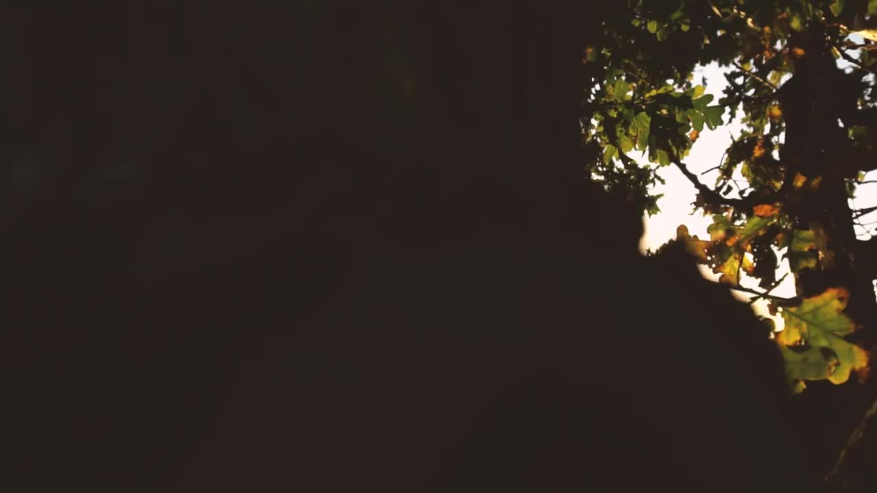 Free Stock Video Silhouette Of A Tree Before Sunset Live Wallpaper