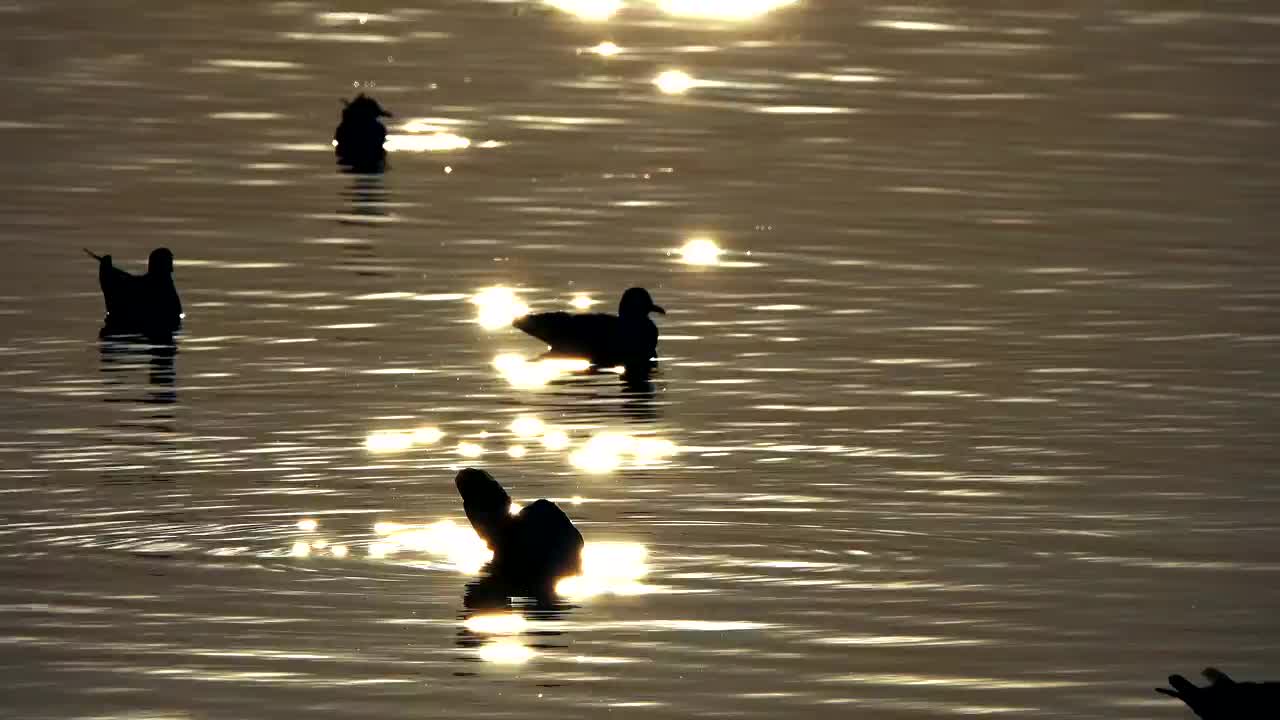Free Stock Video Silhouette Of Ducks In The Water At Dusk Live Wallpaper