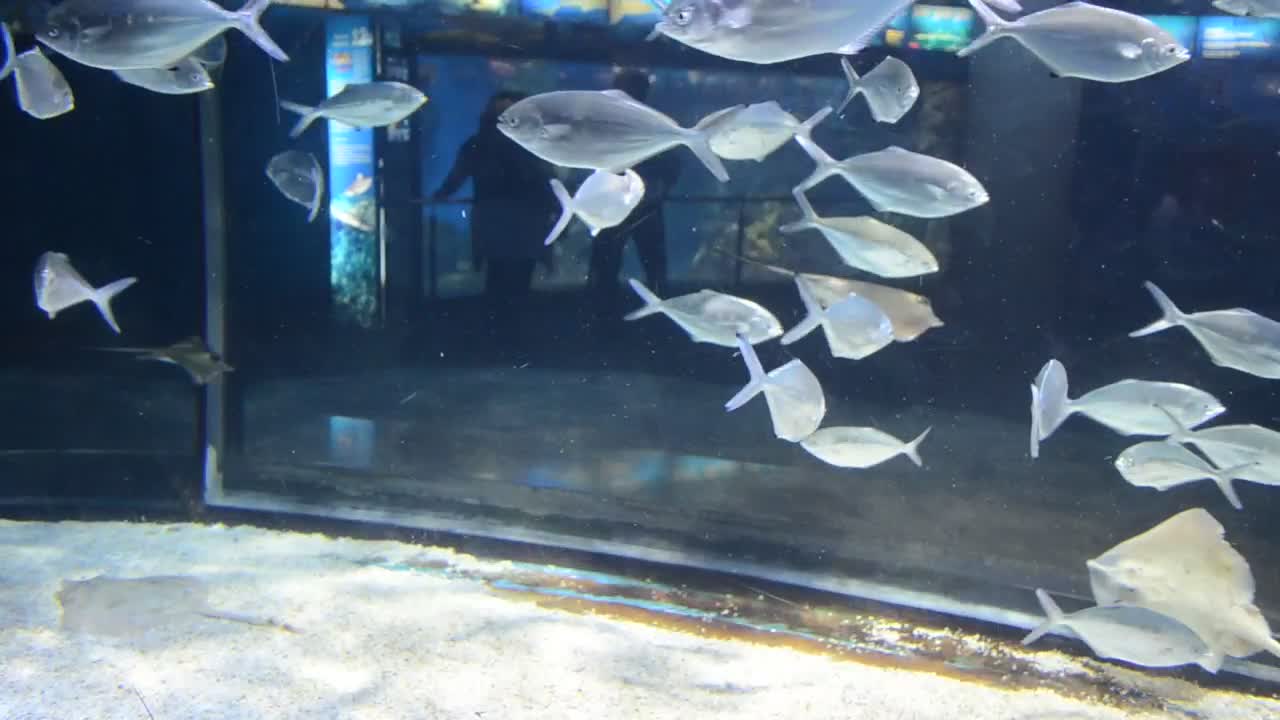 Free Stock Video Silver Fish In An Aquarium Live Wallpaper