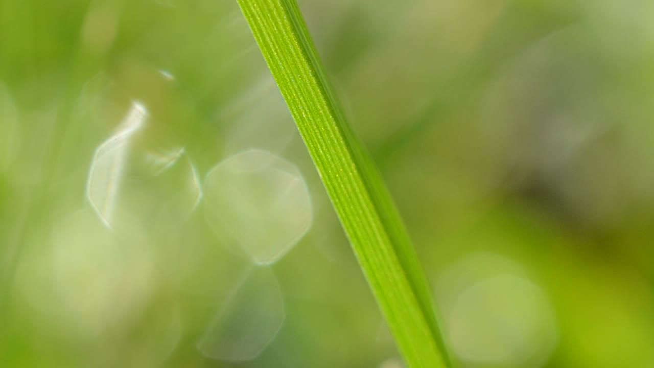 Free Stock Video Single Blade Of Grass In Focus Live Wallpaper