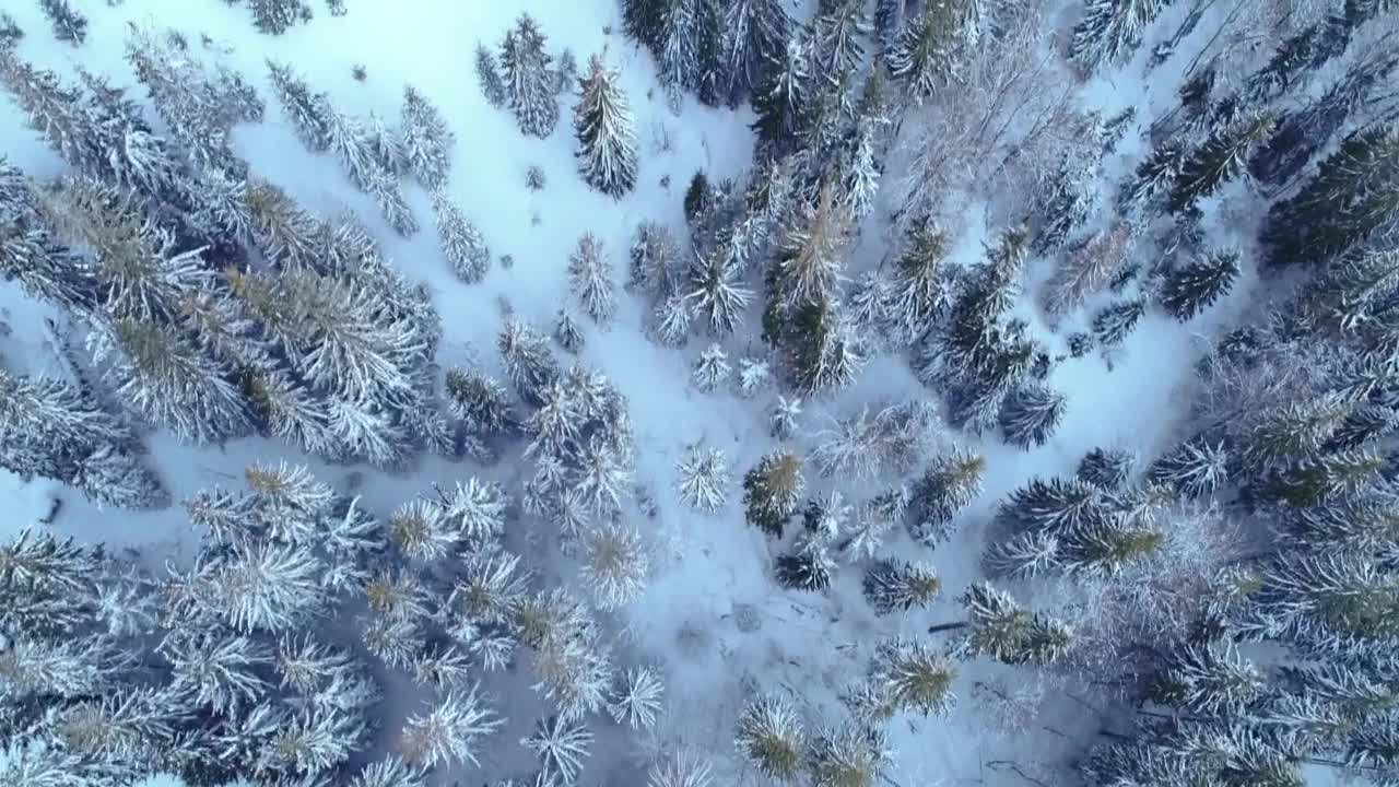 Free Video Stock Skyline And Aurora In Winter Live Wallpaper