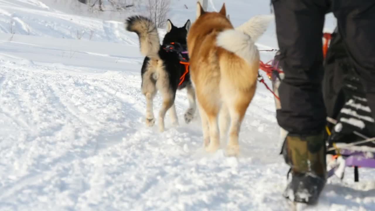Free Video Stock Sled Dogs Pulling In The Snow Live Wallpaper