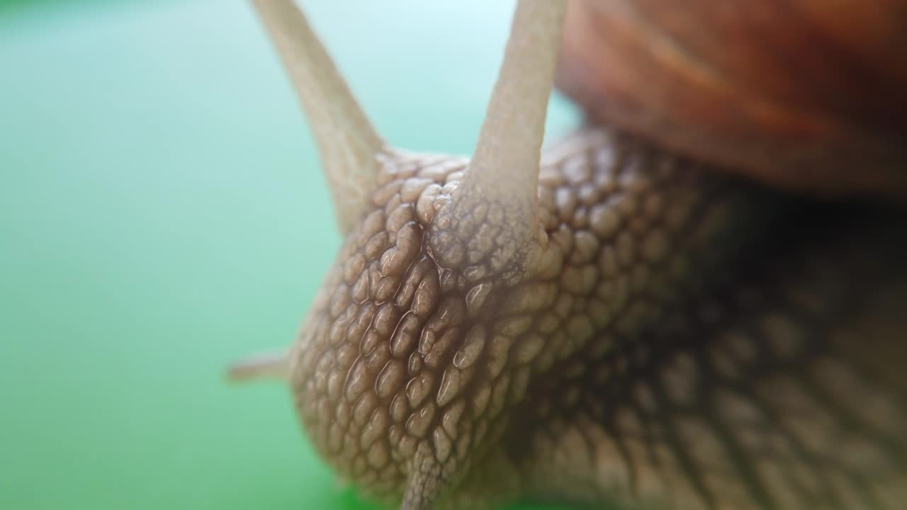 Free Video Stock Slimy Snail Moving Close Up Live Wallpaper