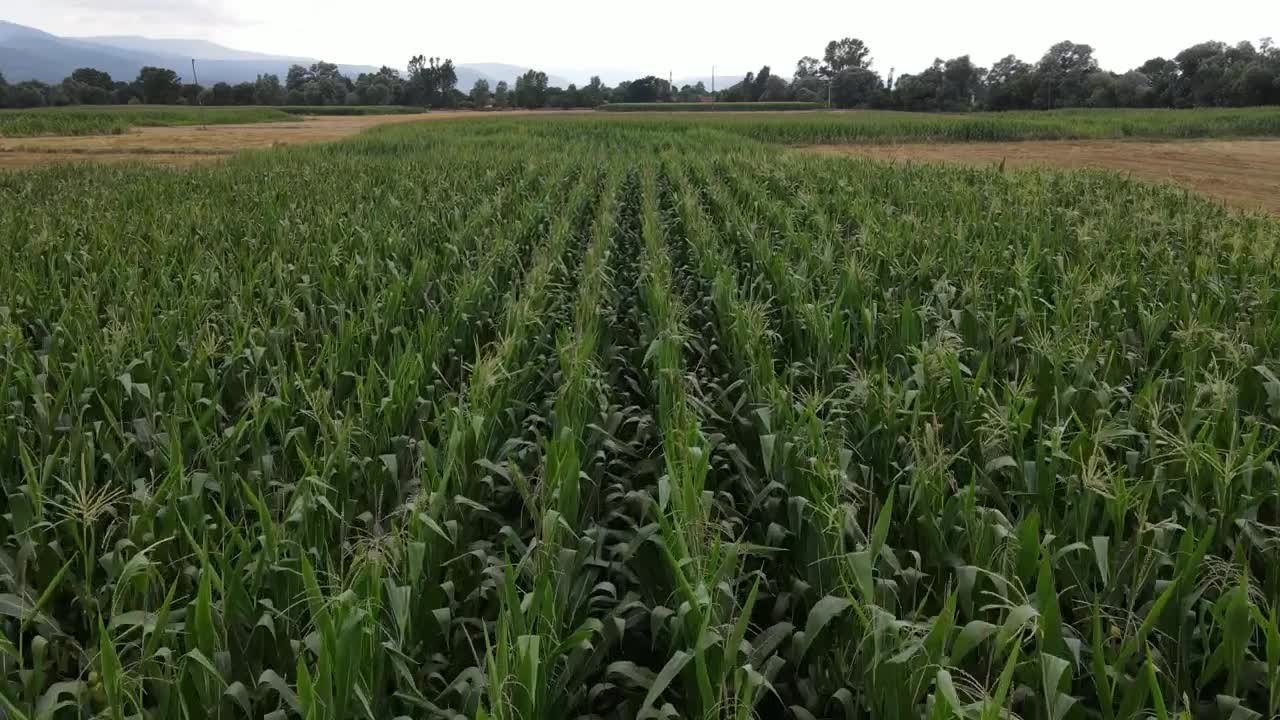 Free Video Stock Slow Air Travel Over A Wide Field Of Corn Live Wallpaper