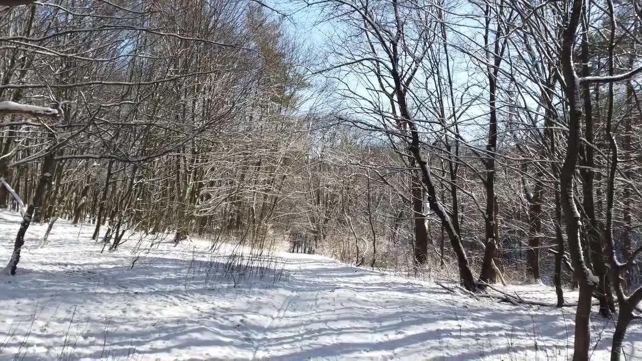 Free Video Stock Slow Journey Through A Snowy Forest Of Dry Trees Live Wallpaper
