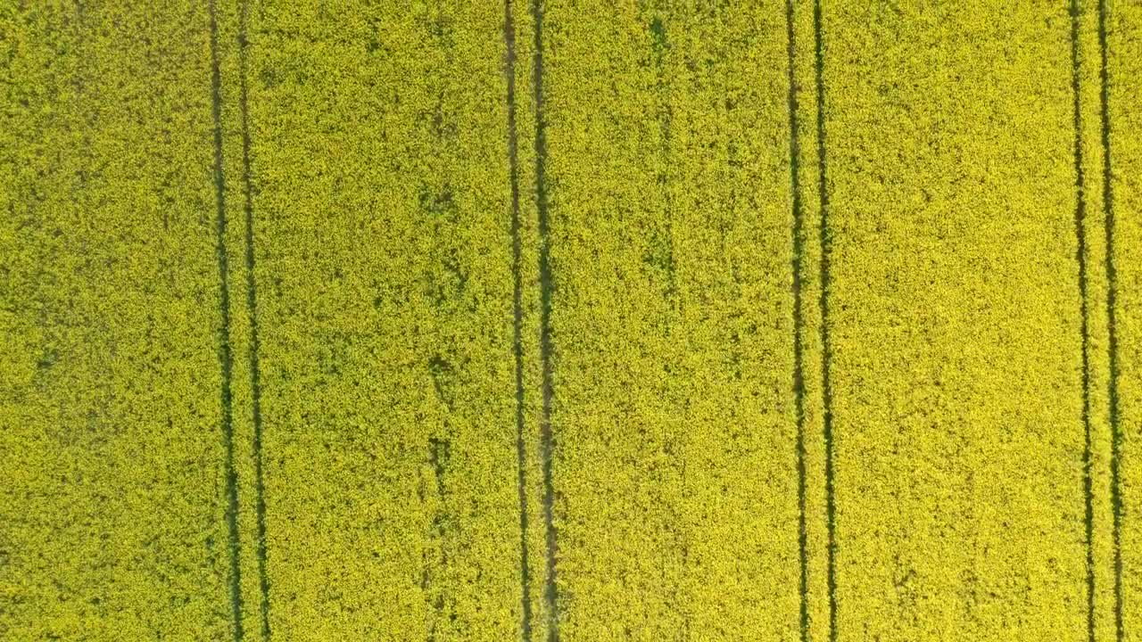 Free Video Stock Slow Moving Shot Of Crops Live Wallpaper