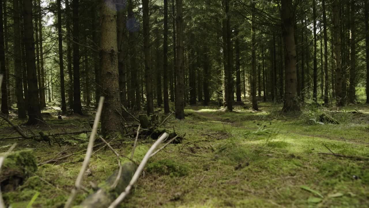 Free Video Stock Slowly Moving Through A Forest Live Wallpaper