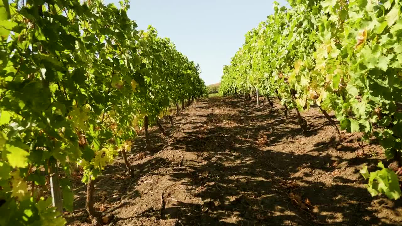 Free Video Stock Slowly Moving Through A Vineyard Live Wallpaper