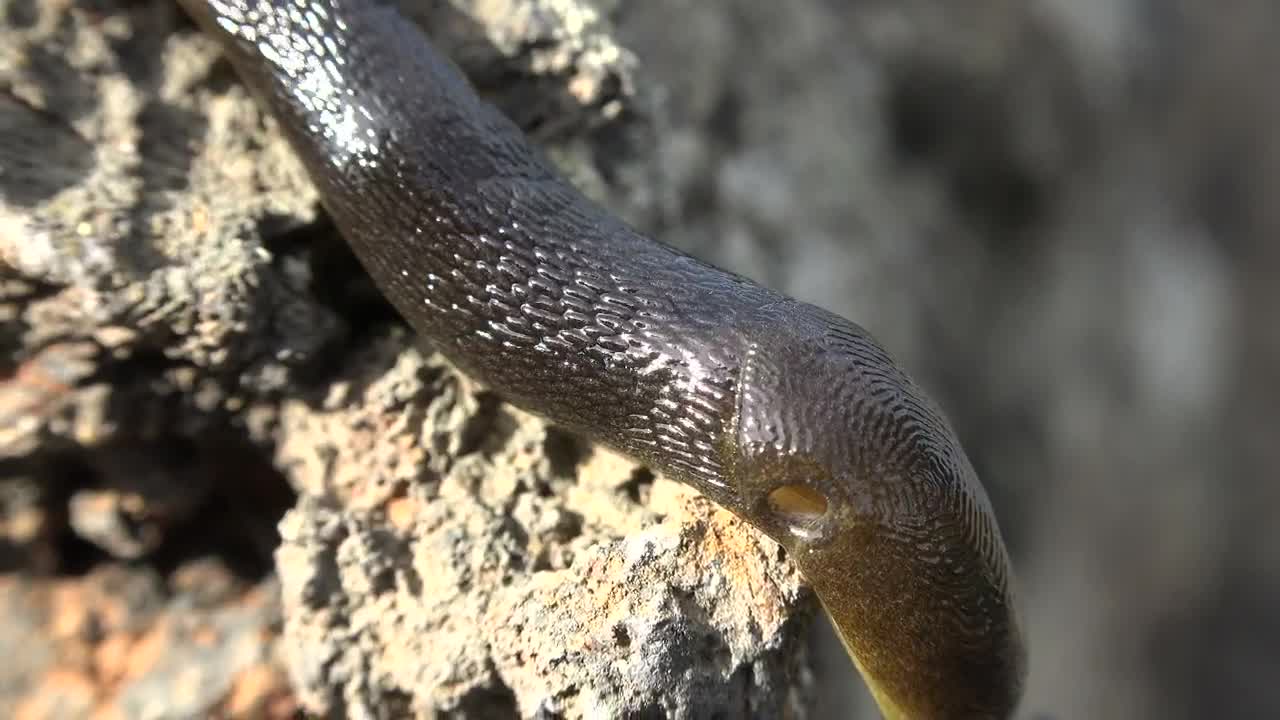 Free Video Stock Slug Crawling Live Wallpaper