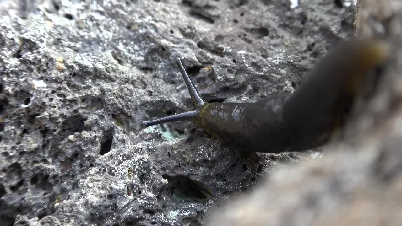 Free Video Stock Slug Crawling On A Rock Live Wallpaper