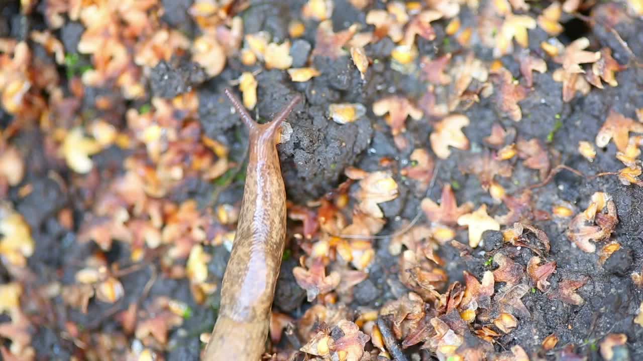 Free Video Stock Slug Crawling On The Ground Live Wallpaper