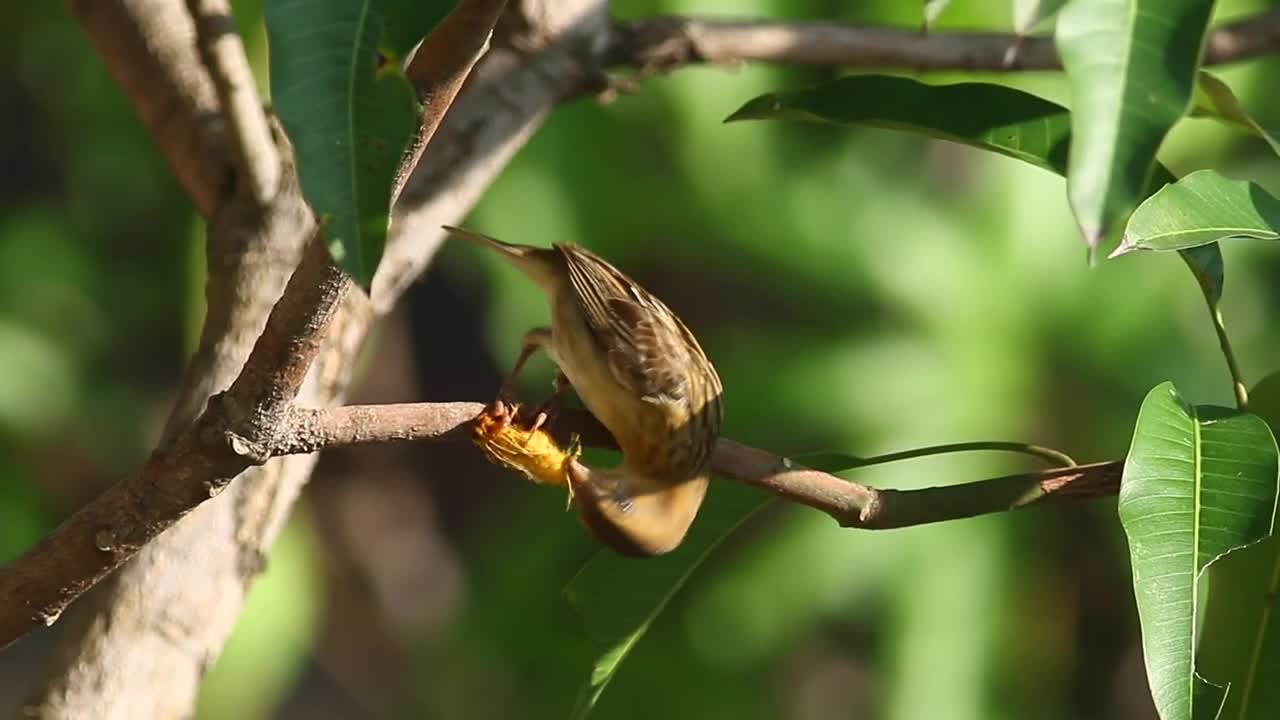 Free Video Stock Small Bird Eating An Insect Live Wallpaper