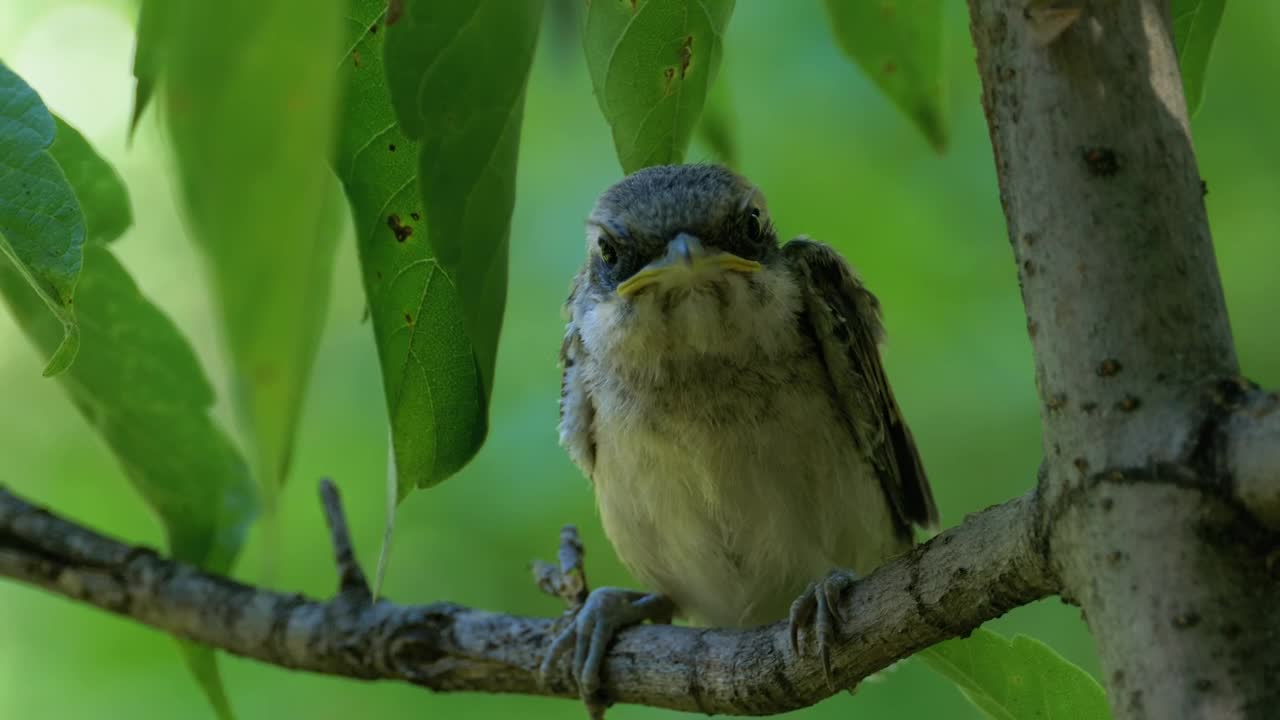 Free Video Stock Small Bird Perched On A Tree Branch Live Wallpaper