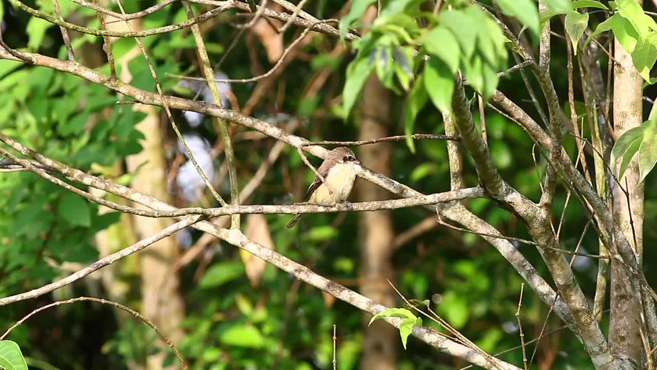 Free Video Stock Small Bird Looking Around Live Wallpaper