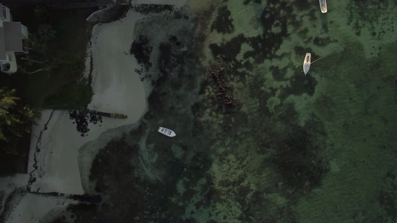 Free Video Stock Small Boats Over Coral And Seaweed Live Wallpaper