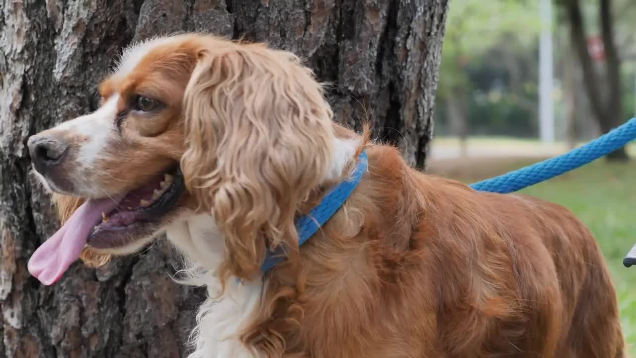 Free Video Stock Small Brown Dog In Nature Live Wallpaper