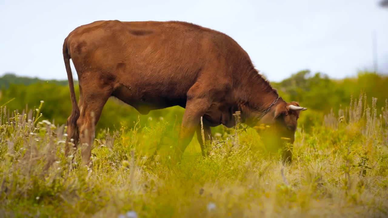 Free Video Stock Small Bull Grazing In The Meadow Live Wallpaper