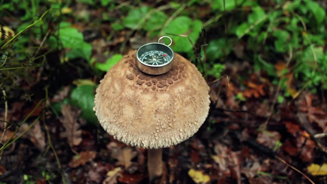 Free Video Stock Small Compass On Top Of A Big Mushroom In Nature Live Wallpaper