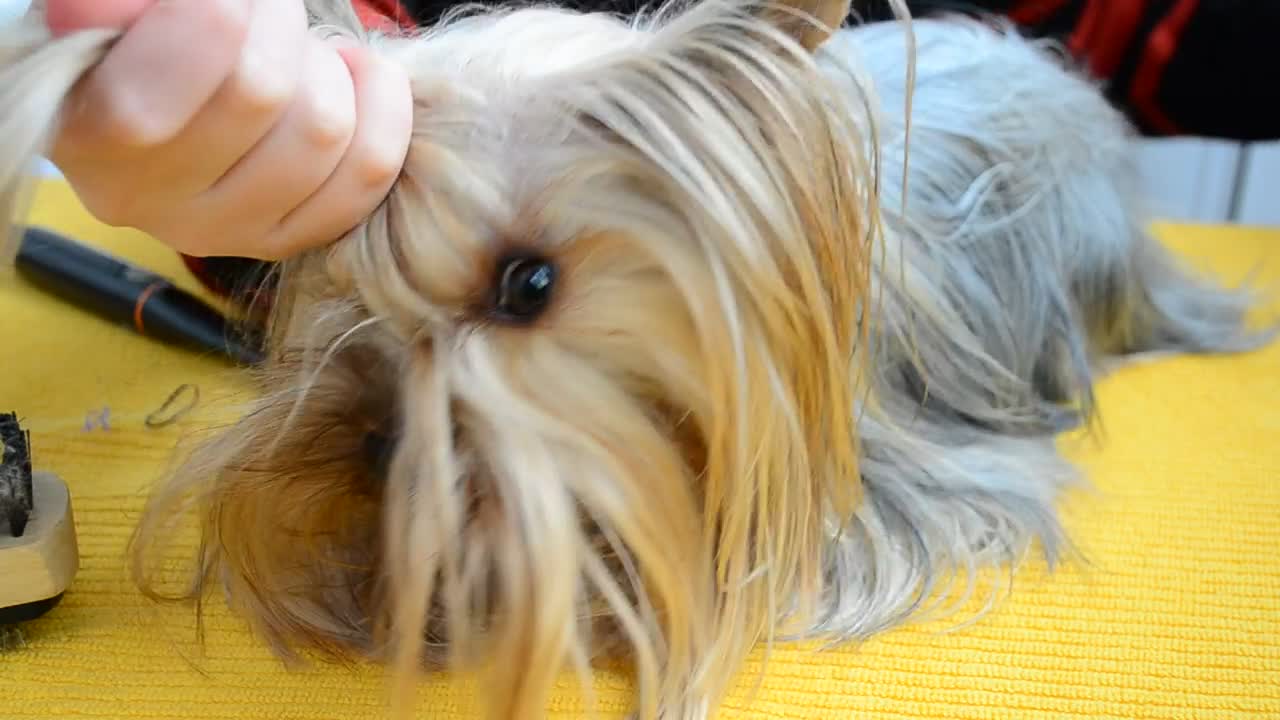 Free Video Stock Small Dog Having A Hair Cut Live Wallpaper