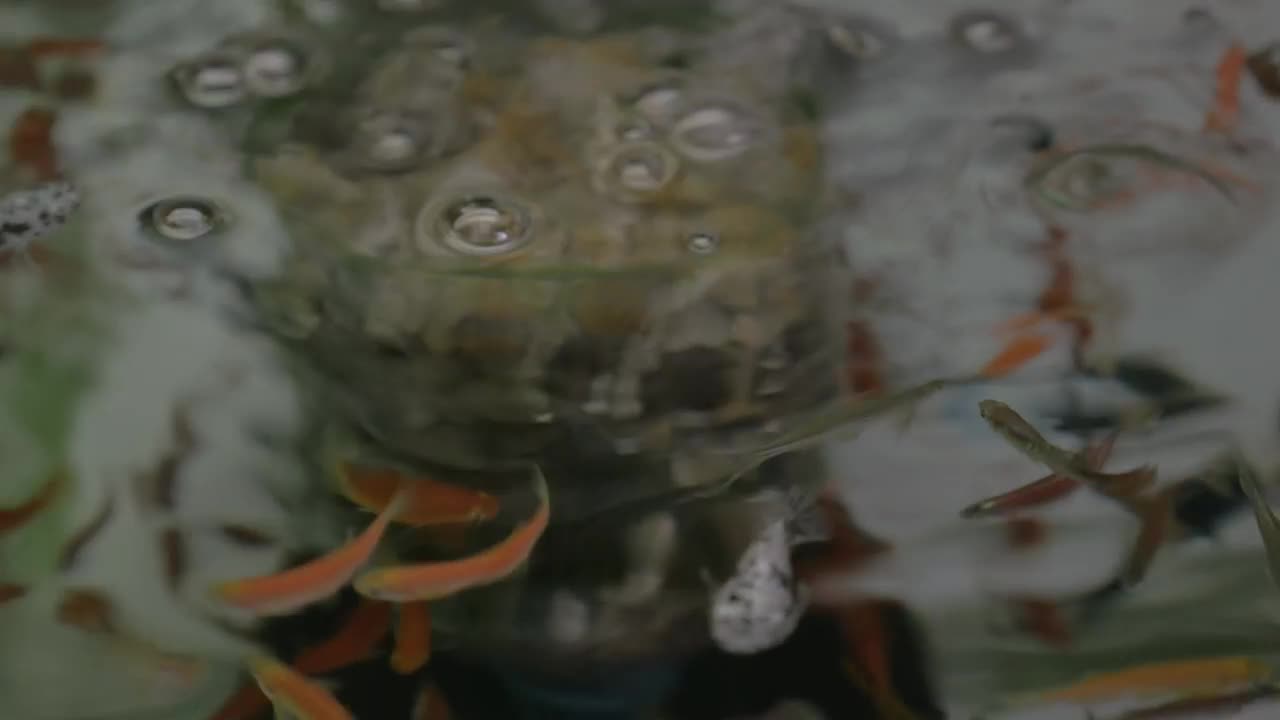 Free Video Stock Small Fish In Clear Pond Water Live Wallpaper