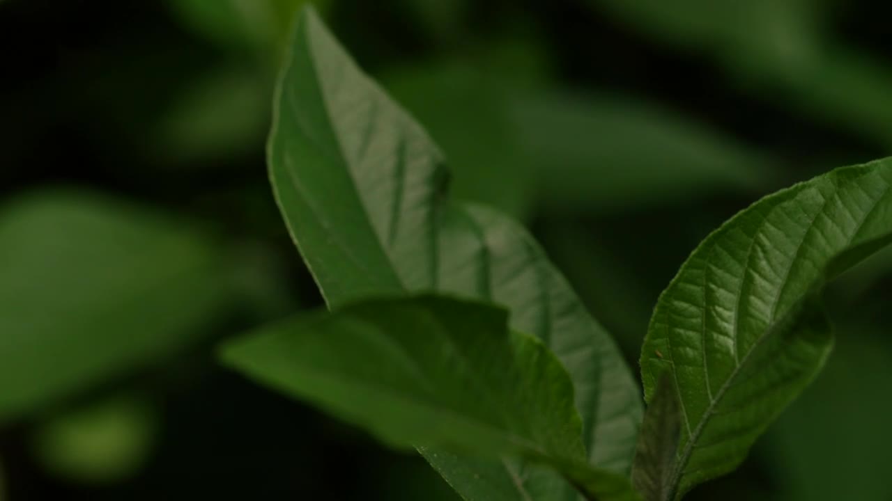 Free Video Stock Small Green Leaves Live Wallpaper