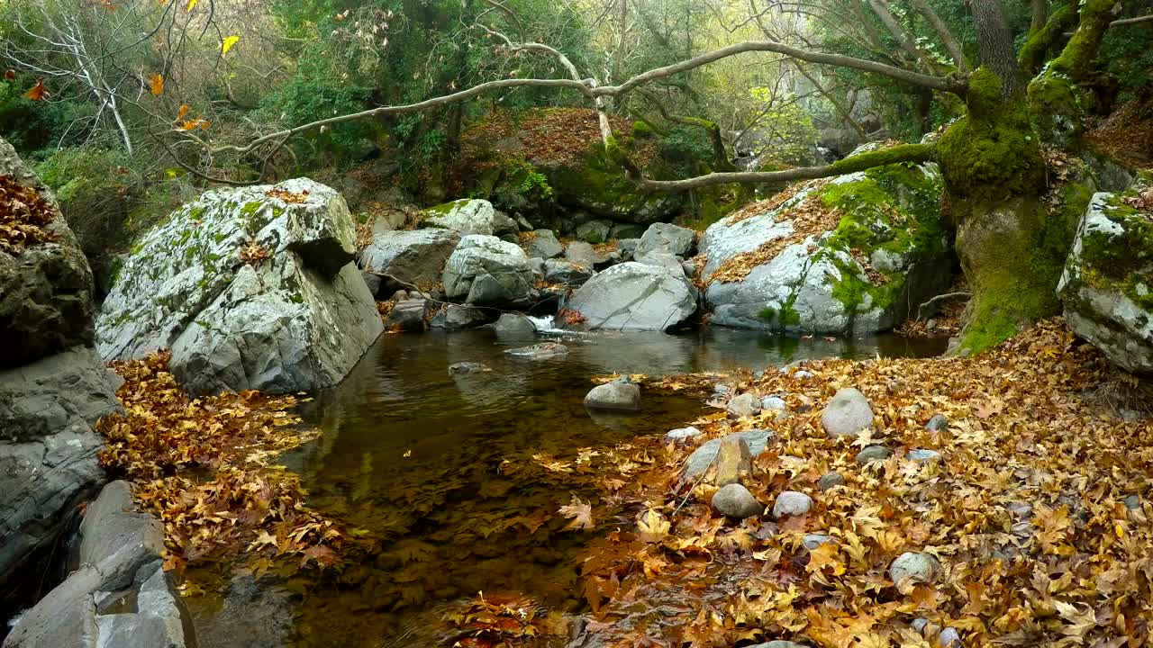 Free Video Stock Small Lake In A Forest With Rocks And Moss Live Wallpaper
