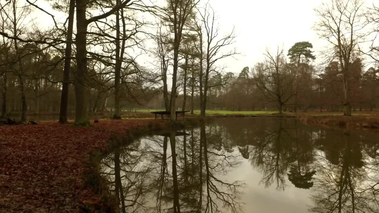 Free Video Stock Small Lake In An Autumnal Forest On A Cloudy Day Live Wallpaper