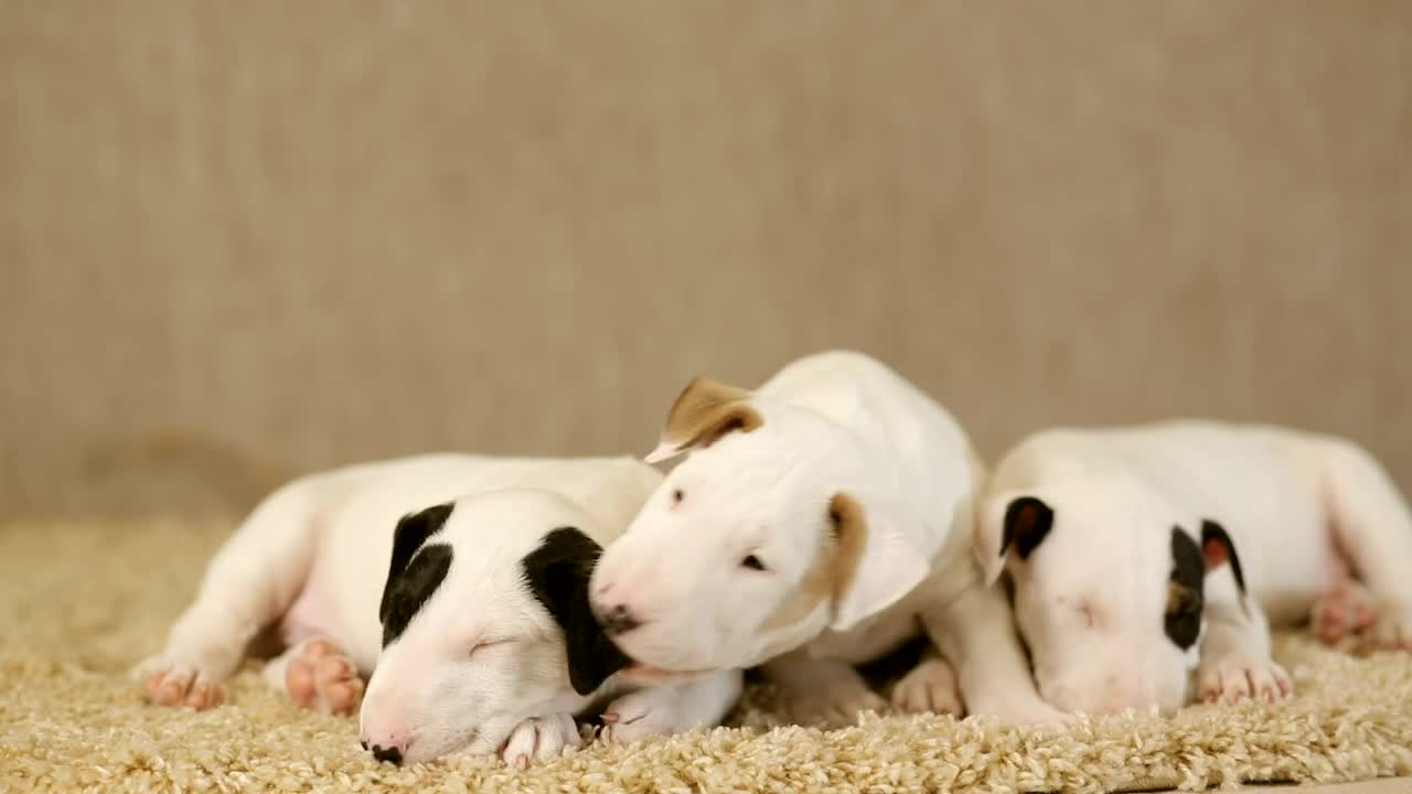 Free Video Stock Small Puppies Of The Bull Terrier Breed On A Carpet Live Wallpaper