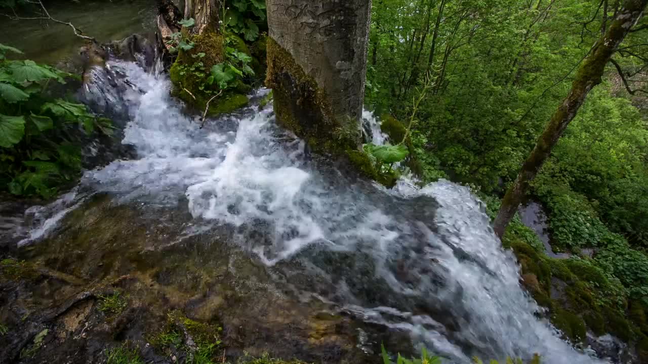 Free Video Stock Small River In The Forest Live Wallpaper