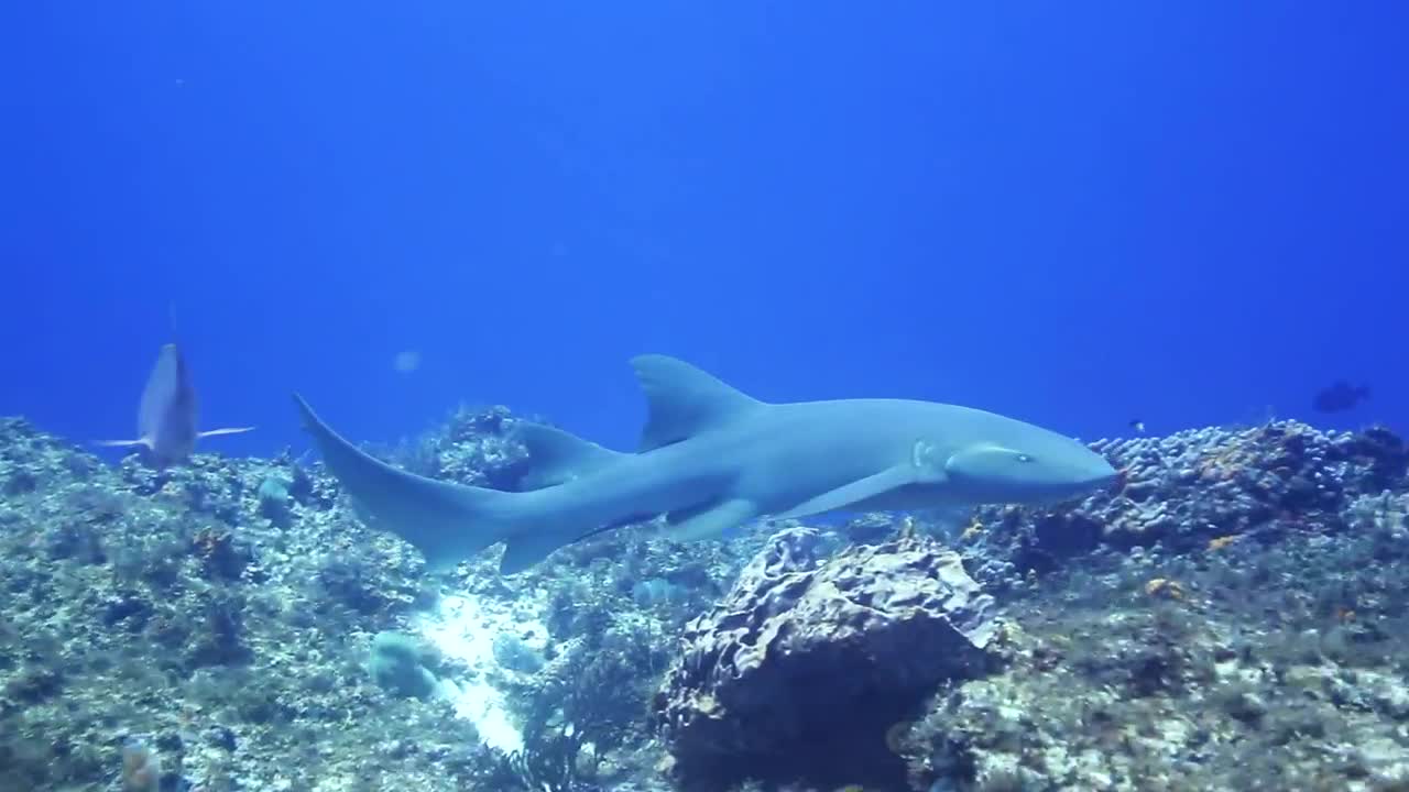 Free Video Stock Small Shark Swimming Live Wallpaper