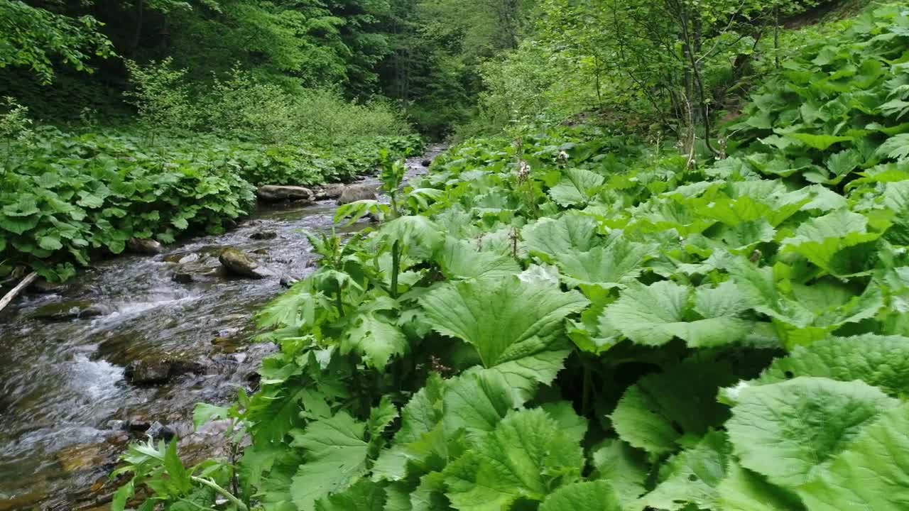 Free Video Stock Small Stream In Nature Slow Motion Live Wallpaper