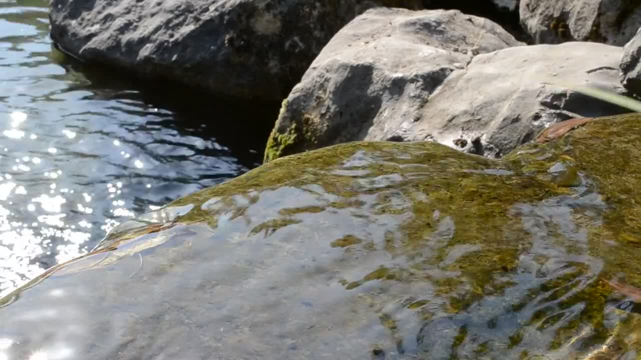 Free Video Stock Small Stream Running Over Rocks Live Wallpaper