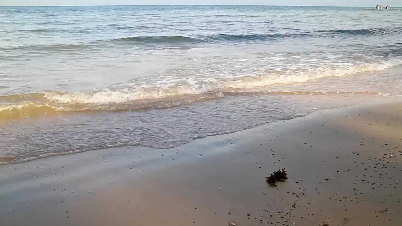 Free Video Stock Small Waves And Seaweed Live Wallpaper