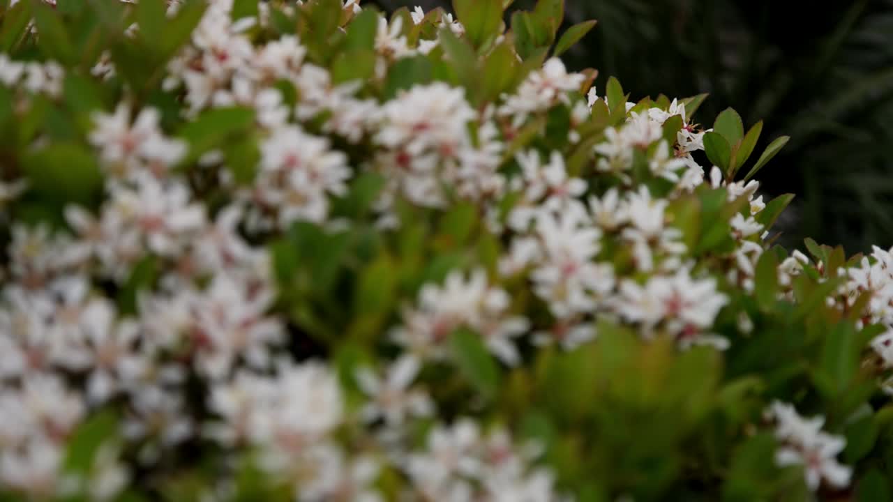 Free Video Stock Small White Flowers In The Garden Live Wallpaper