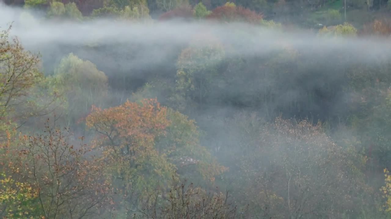 Free Video Stock Smoke From A Woodland Fire Live Wallpaper