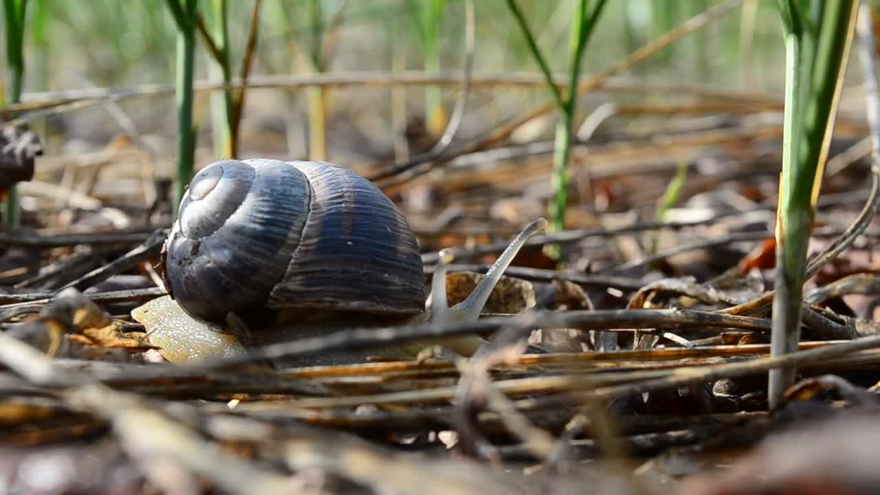 Free Video Stock Snail Moving Through A Garden Live Wallpaper