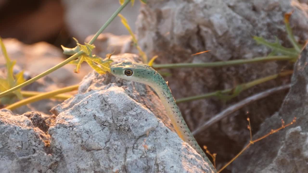 Free Video Stock Snake Hiding In The Rocks Live Wallpaper