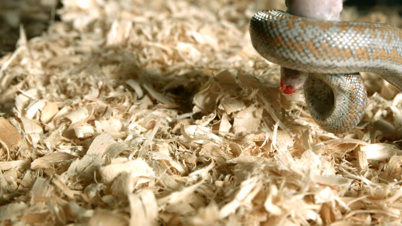 Free Video Stock Snake Wrapped Around A Rat Live Wallpaper