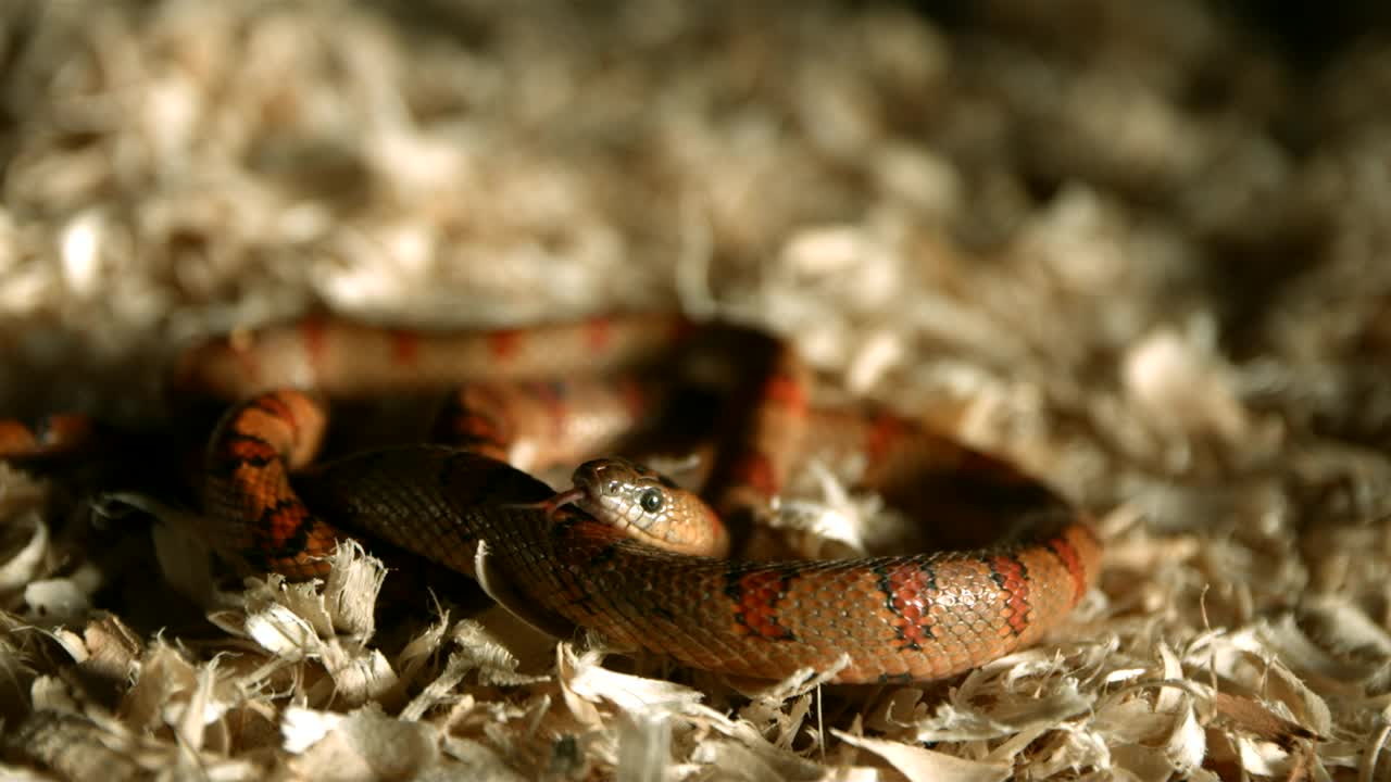 Free Video Stock Snake With Tongue Out In A Slow Motion Live Wallpaper