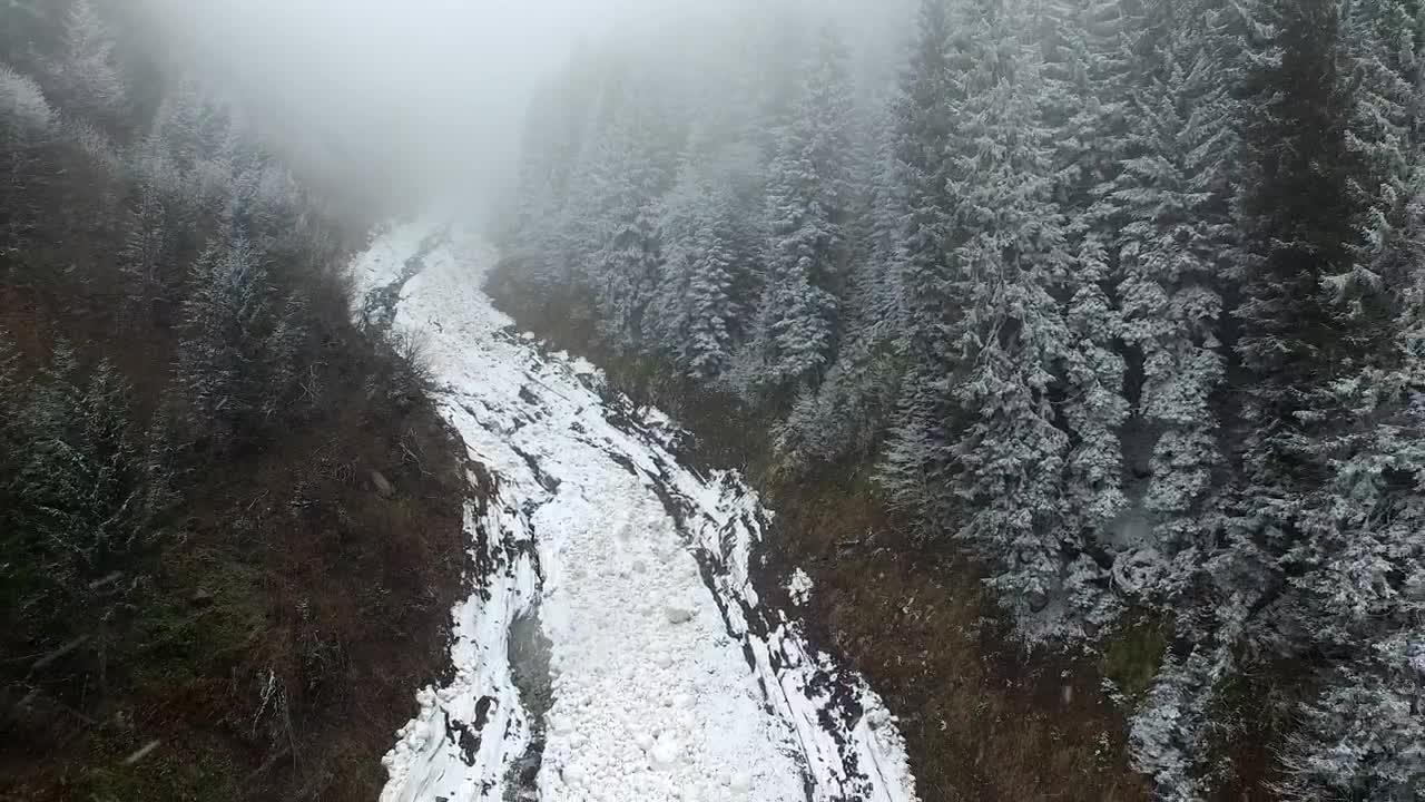 Free Video Stock Snow Avalanche In The Middle Of A Pine Forest Live Wallpaper