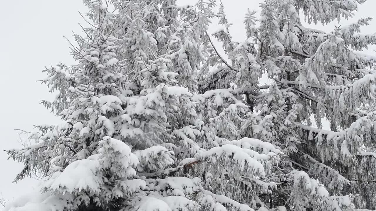 Free Video Stock Snow Covered Branches Moved By The Wind Live Wallpaper