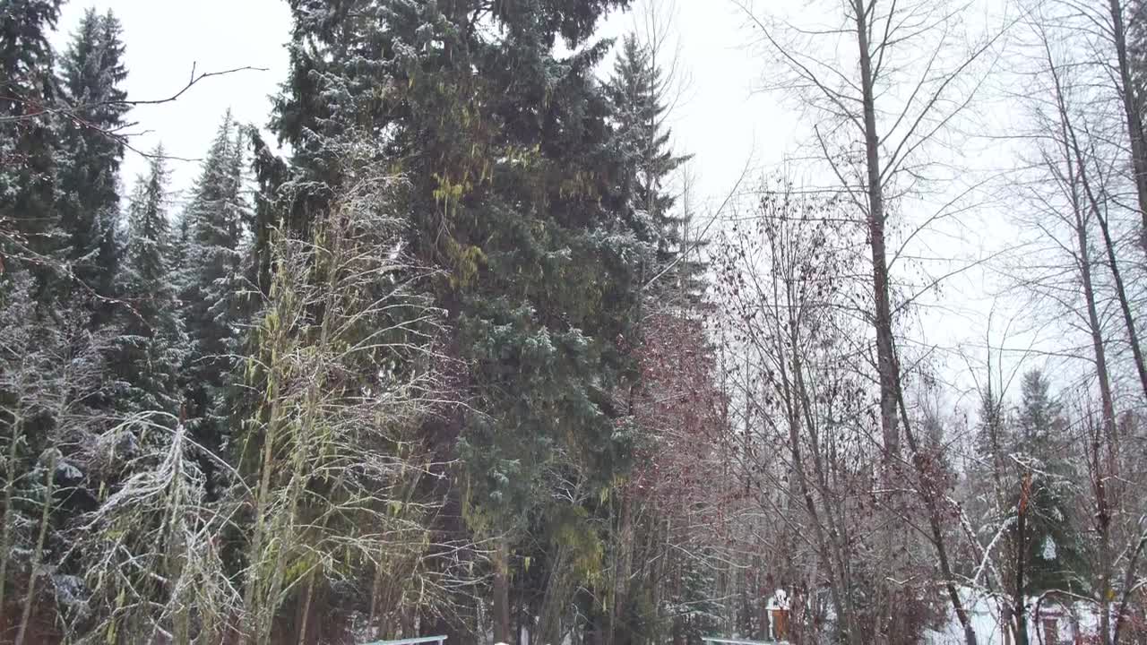 Free Video Stock Snow Covered Ground A Canadian Forest Live Wallpaper