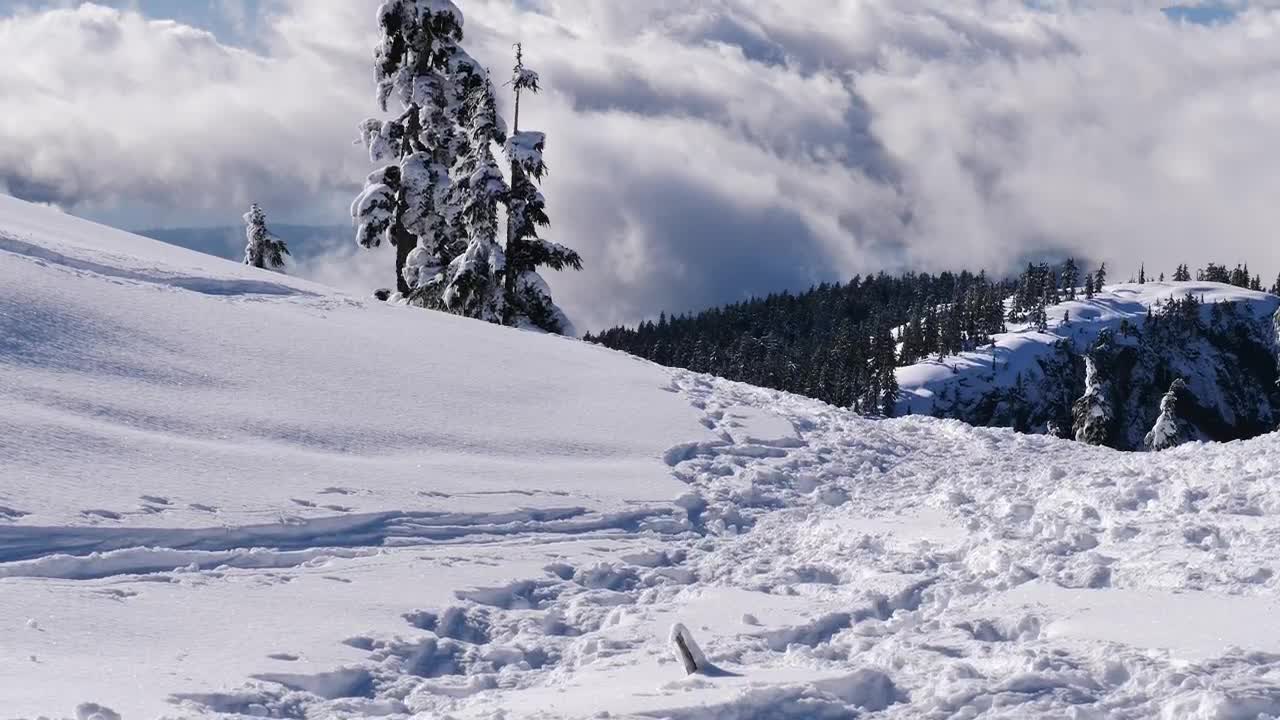 Free Video Stock Snow Covered Hill In A Pine Forest Live Wallpaper