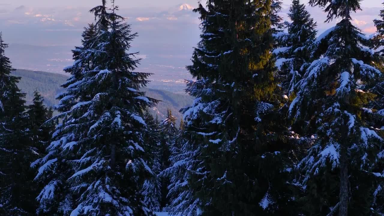 Free Video Stock Snow Covered Pines In A Canadian Forest Live Wallpaper