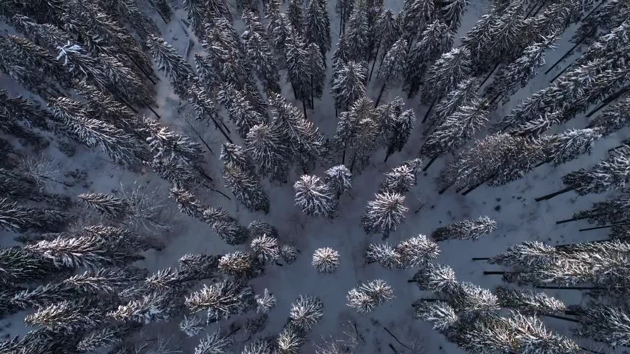 Free Video Stock Snow Covered Thin Pine Trees In The Forest Top Shot Live Wallpaper